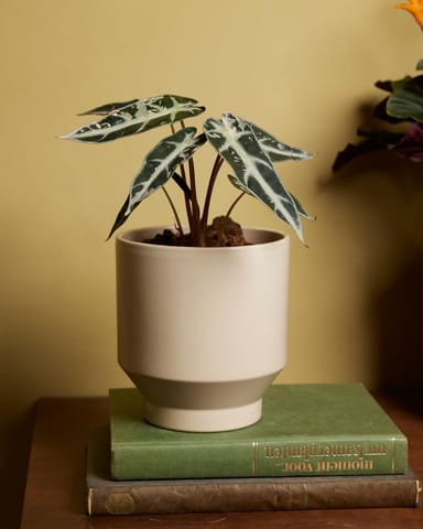 Alocasia Elephant Ears Bambino Variegated