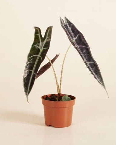 Alocasia Elephant Ears Longiloba Purple