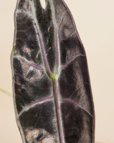 Alocasia Elephant Ears Longiloba Purple