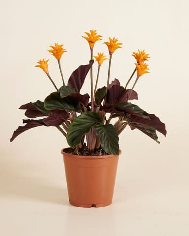 Calathea Prayer plant Crocata Candela