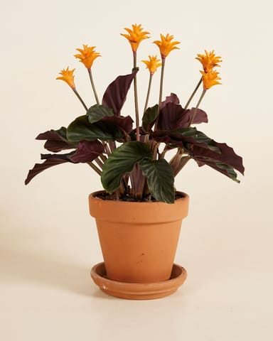 Calathea Prayer plant Crocata Candela