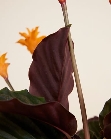 Calathea Prayer plant Crocata Candela
