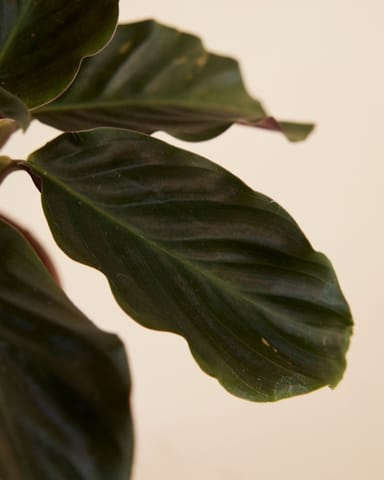 Calathea Prayer plant Crocata Candela