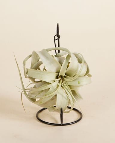 Tillandsia Air plant Xerographica