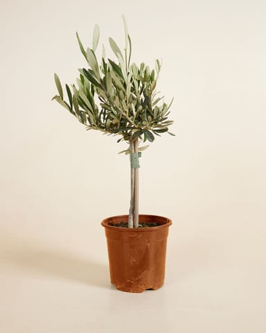 Olea Europaea