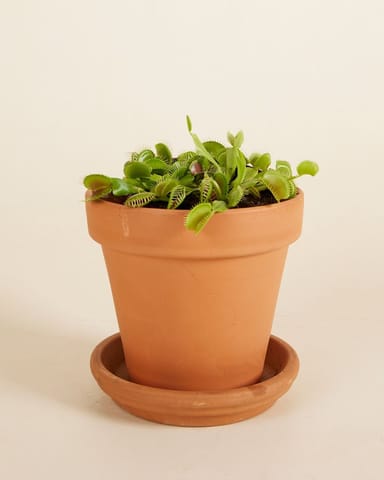 Dionaea Venusfliegenfalle Muscipula