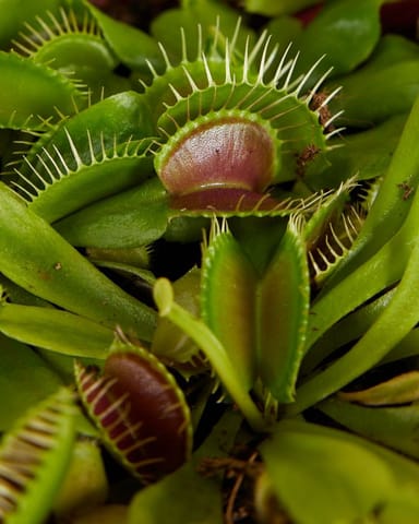 Dionaea Venusfliegenfalle Muscipula