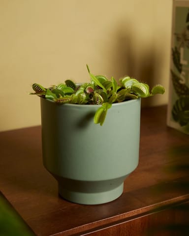 Dionaea Venusfliegenfalle Muscipula