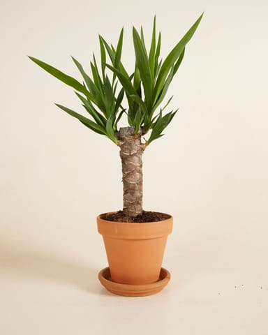 Elephantipes Palmlilie Yucca