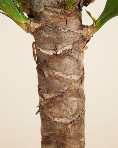 Elephantipes Palmlilie Yucca
