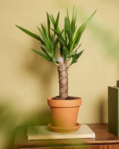 Elephantipes Palmlilie Yucca