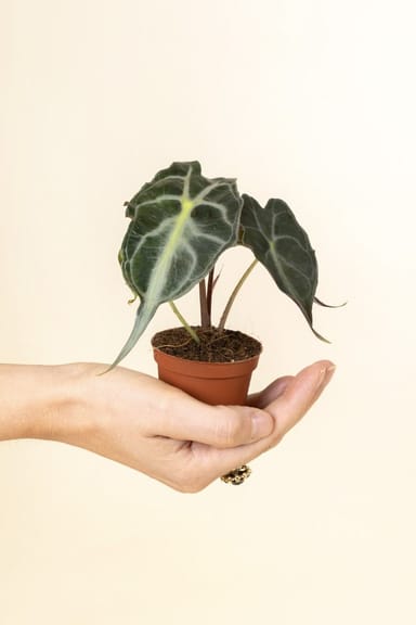 Baby Alocasia Elefantenohr Venom