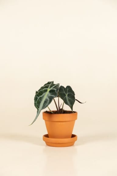 Baby Alocasia Elefantenohr Venom