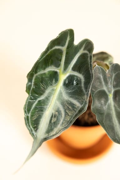 Baby Alocasia Elefantenohr Venom