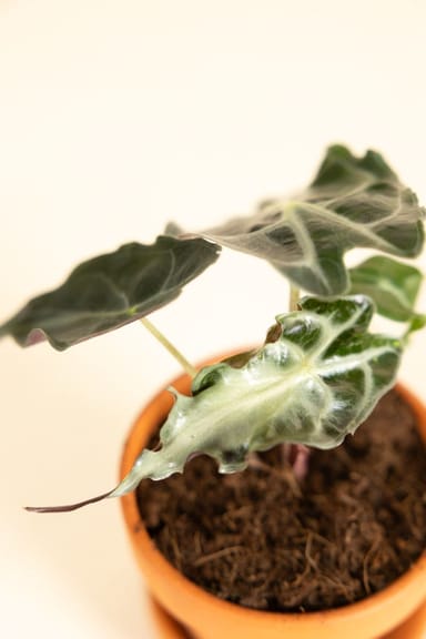 Baby Alocasia Elefantenohr Venom
