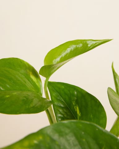 Epipremnum Efeutute Aureum