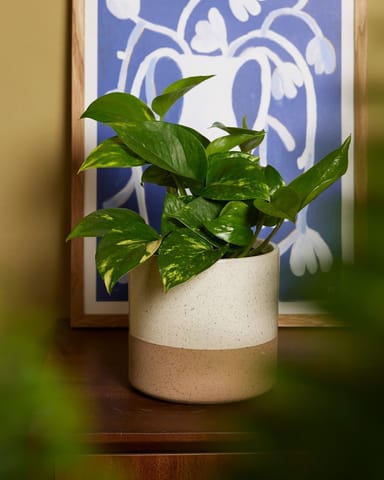 Epipremnum Efeutute Aureum