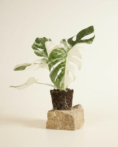 Monstera Fensterblatt Deliciosa Variegata Super White