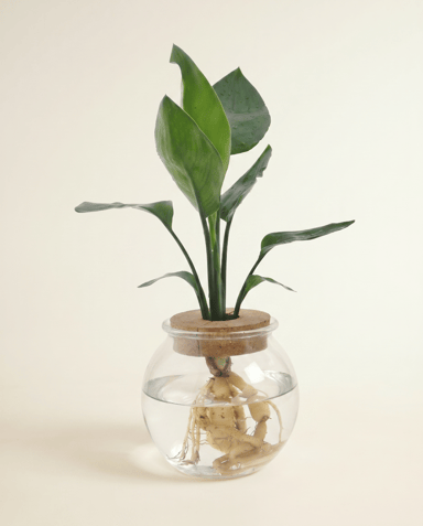 Strelitzia Paradiesvogelblume Nicolai (in glass)