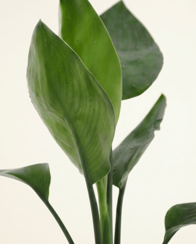 Strelitzia Paradiesvogelblume Nicolai (in glass)