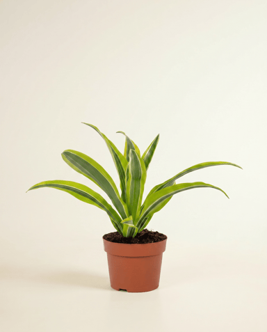 Dracaena Drachenbäume Lemon Lime