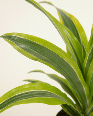 Dracaena Drachenbäume Lemon Lime