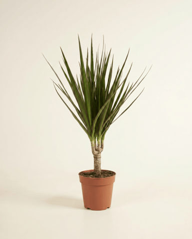 Dracaena Drachenbäume Marginata