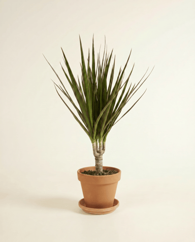 Dracaena Drachenbäume Marginata