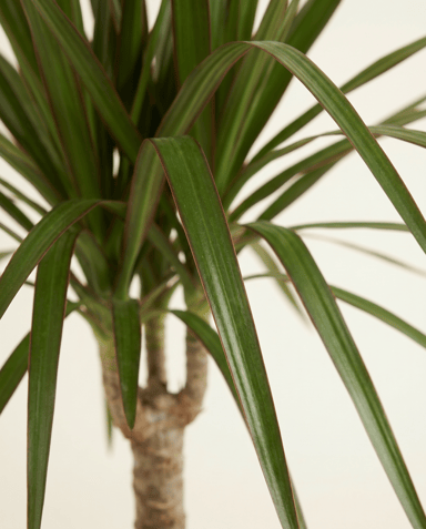 Dracaena Drachenbäume Marginata