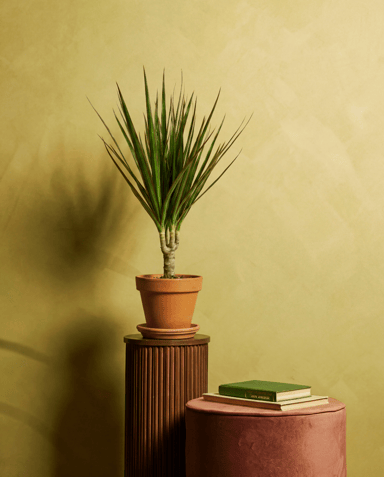 Dracaena Drachenbäume Marginata