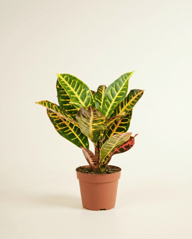 Codiaeum Kroton Variegatum Petra