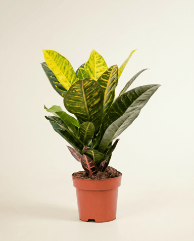 Codiaeum Kroton Variegatum Petra