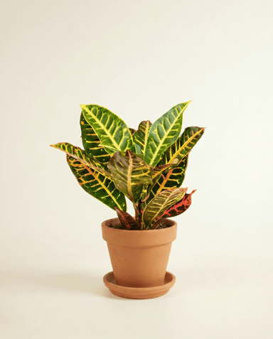 Codiaeum Kroton Variegatum Petra