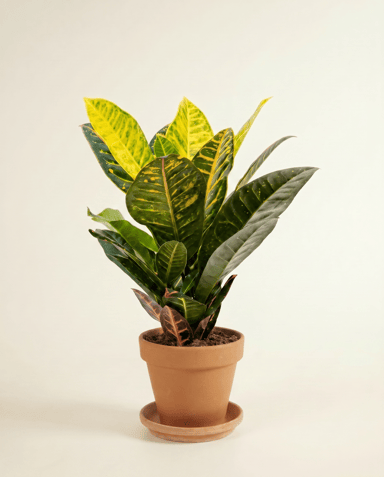 Codiaeum Kroton Variegatum Petra