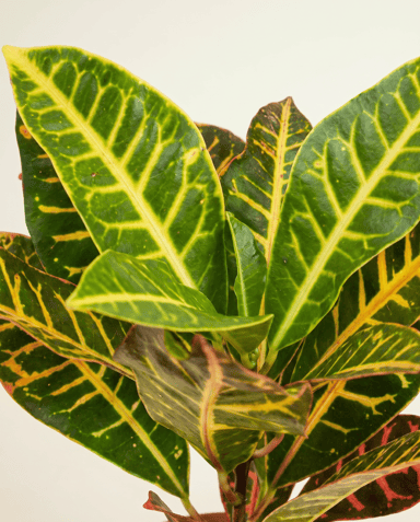 Codiaeum Kroton Variegatum Petra