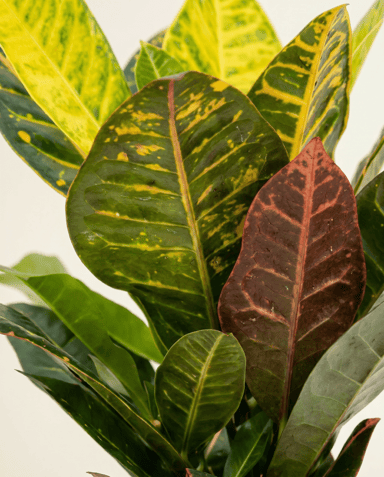 Codiaeum Kroton Variegatum Petra