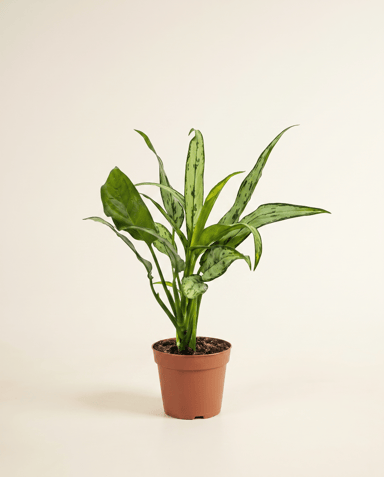Aglaonema Kolbenfaden Cutlass