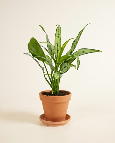 Aglaonema Kolbenfaden Cutlass