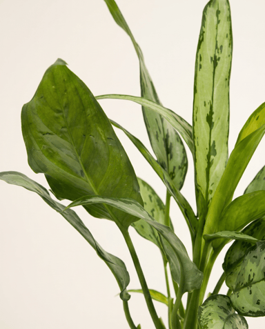 Aglaonema Kolbenfaden Cutlass