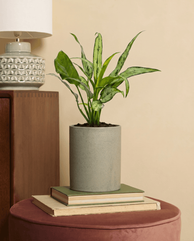 Aglaonema Kolbenfaden Cutlass