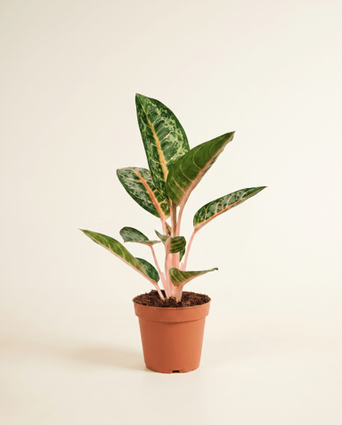 Aglaonema Kolbenfaden Orange Flame