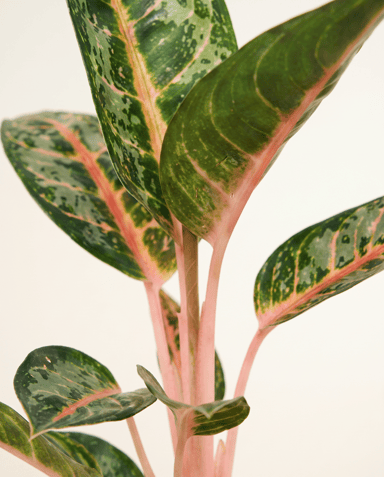 Aglaonema Kolbenfaden Orange Flame