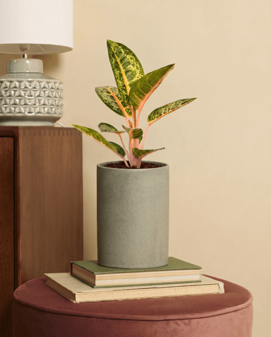 Aglaonema Kolbenfaden Orange Flame