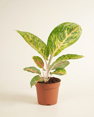 Aglaonema Kolbenfaden Spring Red