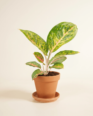 Aglaonema Kolbenfaden Spring Red