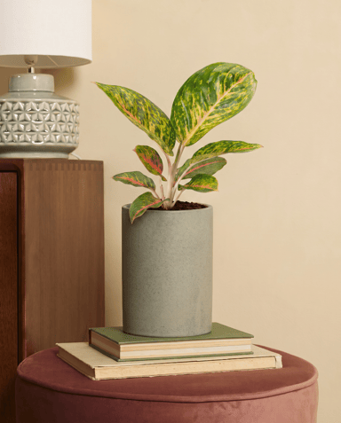 Aglaonema Kolbenfaden Spring Red