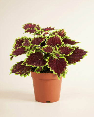Coleus Buntnessel Bourbon Street