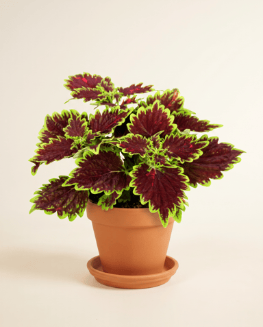 Coleus Buntnessel Bourbon Street
