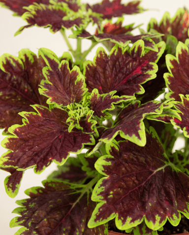 Coleus Buntnessel Bourbon Street