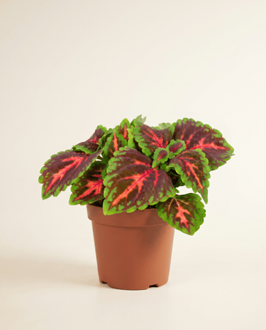 Coleus Buntnessel Franklin Street